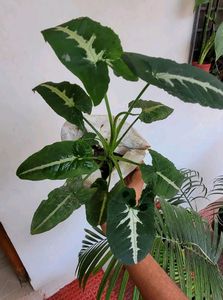 Set 2 Big Mango &amp; SYNGONIUM WENDLANDII Plants