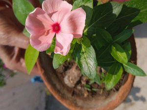 3-4 colours Type Of Nayantara Plants With Roots