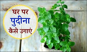पुदीना जड़ जिवित, Pudina Roots Plant Live