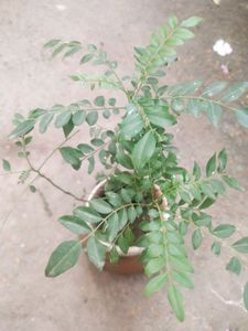Curry Leaves Healthy Plant With Root