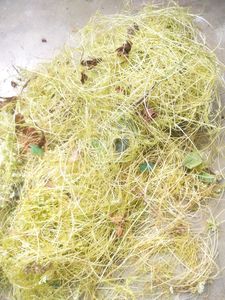 Mohini Amar Bel Lata Plant