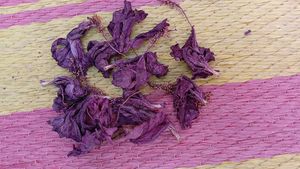 Hibiscus Dried Flower