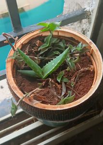 Aloe vera pup and Turtle vine