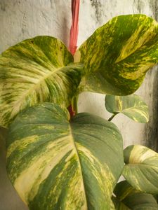 Big Size Leaf Money Plant Cutting
