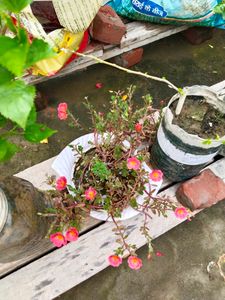 Portulaca Plant Cutting -Dark Peach Colour