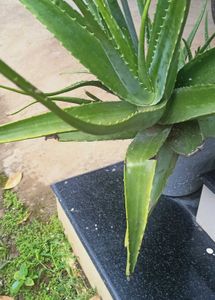 Live Aloe Vera Plant