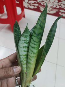 Combo Indoor Oxygen Plants
