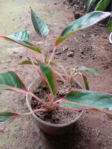 Aglaonema Plant