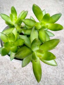Assorted Plants