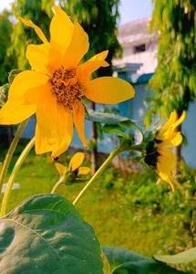 Sunflower Seeds 10 + Freebies