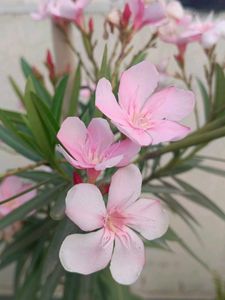 Oleander Plant Seeds Home Grown
