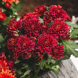 Colourful Chandramallika Live Plant...Pack Of 4