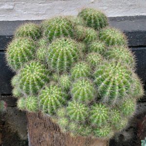 yellow 💛 ball cactus 🌵