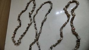 Seashell Necklace
