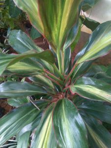 11 Live Root Plants