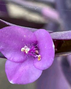 Purple Heart Plant