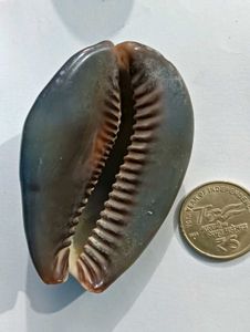 Vintage Cowrie Shell