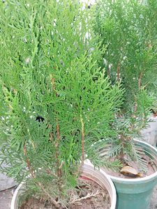 Morpankhi Plant (Pack Of 2)