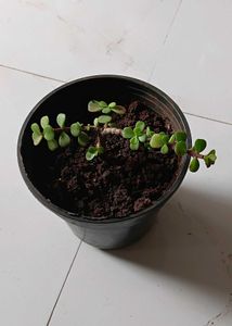 Jade plant with roots