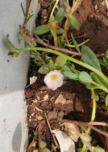 8 Colour Combo Portulaca