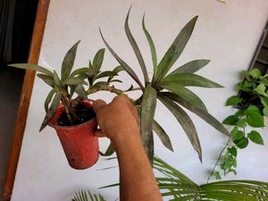 Set 2  Money Plant &amp; Mose In The Cardle Plan