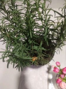 Rose Mary Plant With Root