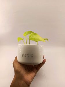 Branded Multipurpose pot