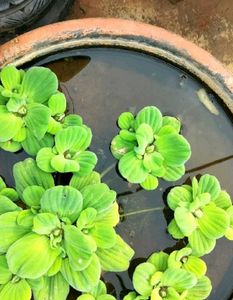 Water Lettuce (Pistia Stratiotes)