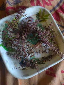 manjiri,, 20-25 lulsi seeds