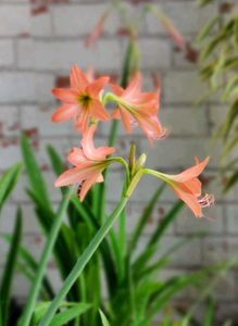 🌾 Pink Lily Bulb (Pack of 2)