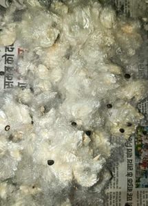 shimmer cotton(2kg)