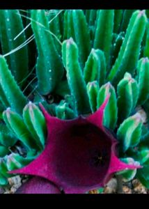 Rare 2 Color  Two Variety Cactus Plant