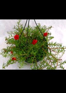 Pink...Red.. White...Moss Rose Plant