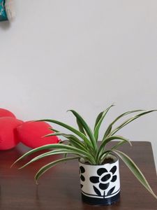 Spider Plant