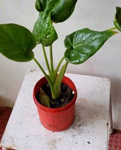 Alocasia cucullata (Elephant Ear) Plant &amp; Pot