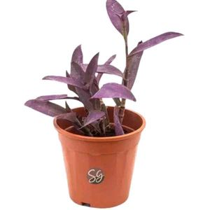 Purple Heart Plant