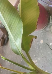 Live Hybrid Banana Plant