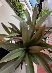 Set 2 Arrowhead &amp; Moses In The Cradle Plants 🪴