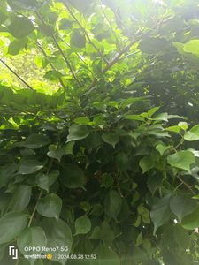 Yellow Tanlong Kagoji Bagunvalia Original Plant