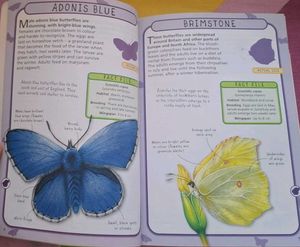 Spot 50 Butterflies &amp; Moths Book