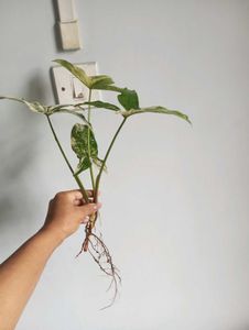 Syngonium Albo
