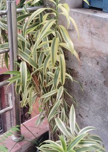 Dracena Reflexa Or Song Of India