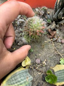 Mammillaria Cactus