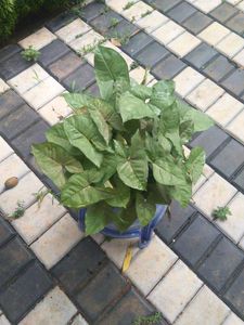 10 Live Root Plants