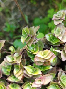 Callisia Repens Hanging Plant