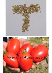 Combo Seeds Capsicum, Tomato,Kale&amp;Lettuce
