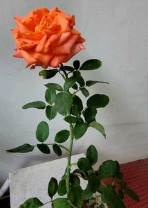 Set 2 Beautiful Gulab &amp; से Sewanti Plants