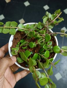 Creeper Plant