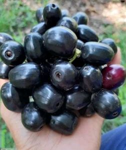 Fruits Seeds @ Low Price