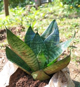 Dwarf Snake Plant